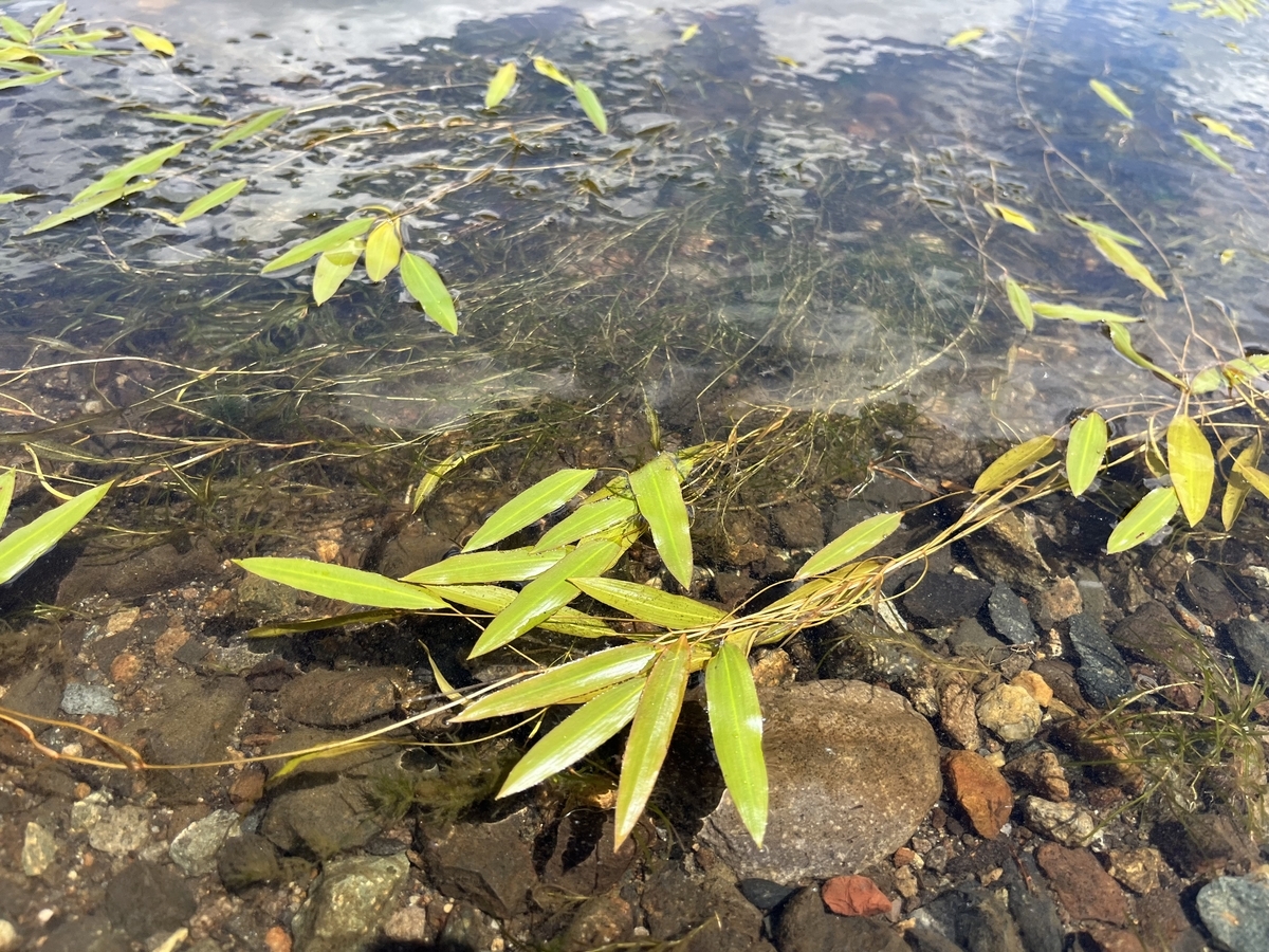 エゾヒルムシロ - 水草オタクの水草がたり．