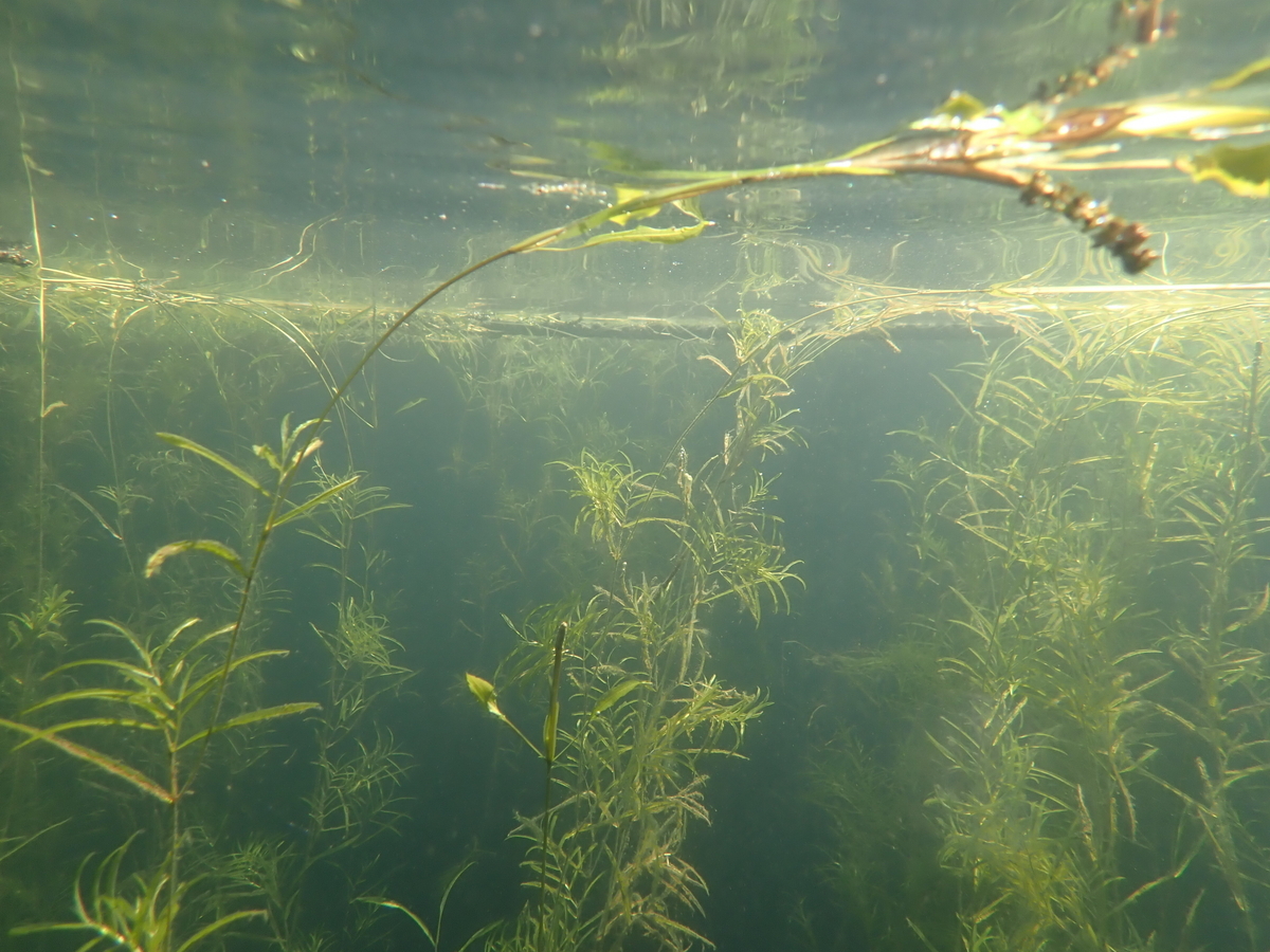 エゾヒルムシロ Potamogeton gramineus - 水草オタクの水草がたり．