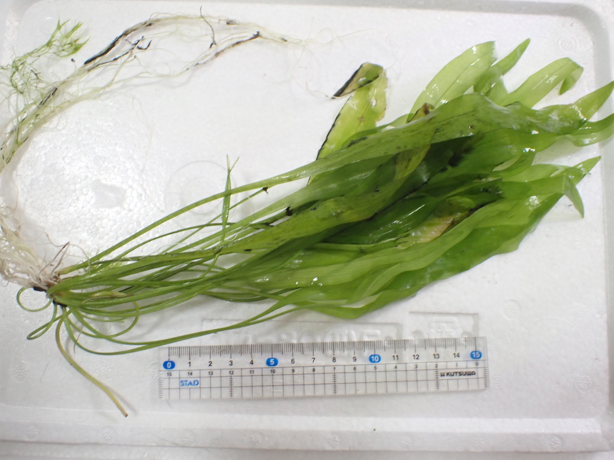 Ottelia ulvifolia. （ギニアンオテリア） Ottelia ulvifolia. （ギニアンオテリア）