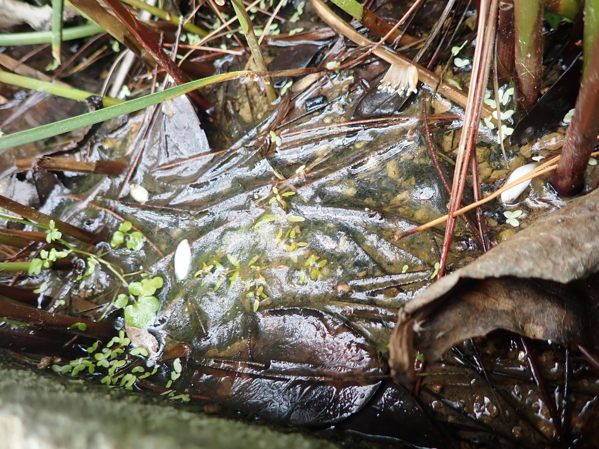 アケ様 琉球*海花のたね