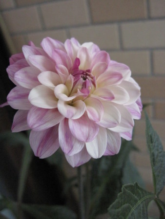 f:id:Rumba:20120728112525j:image f:id:Rumba:20120728112525j:image