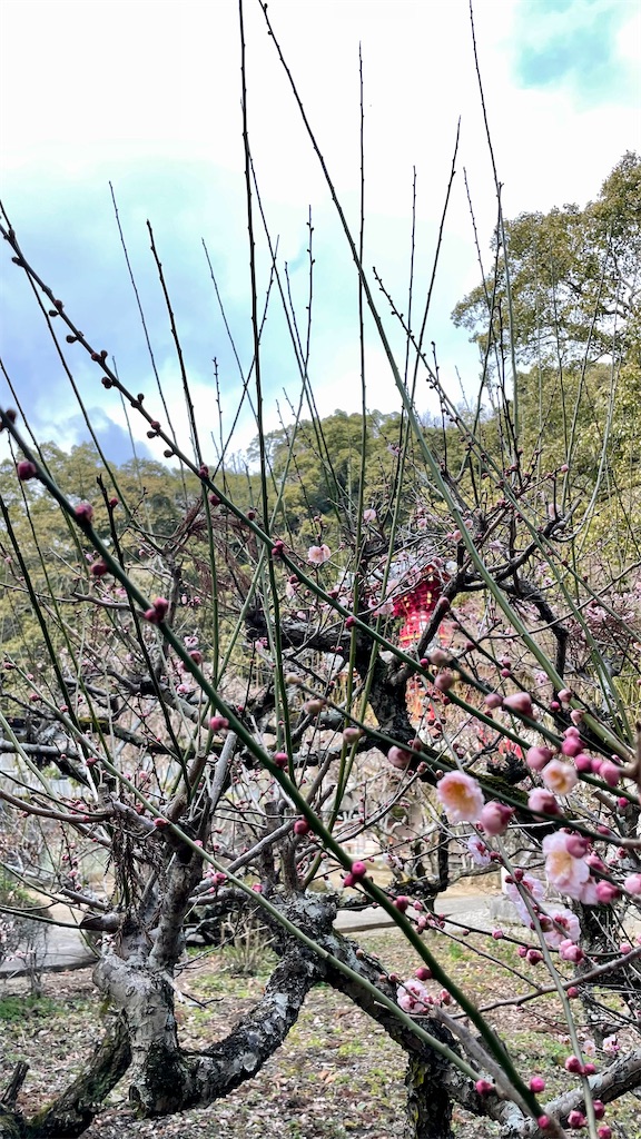 f:id:RunTazzo:20220224104509j:image