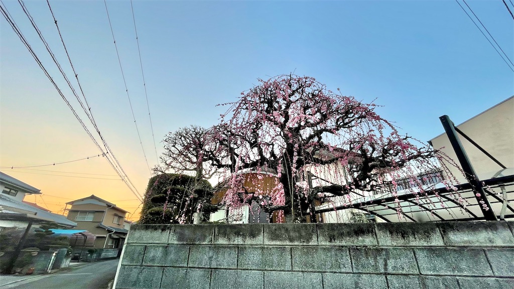 f:id:RunTazzo:20220304162422j:image