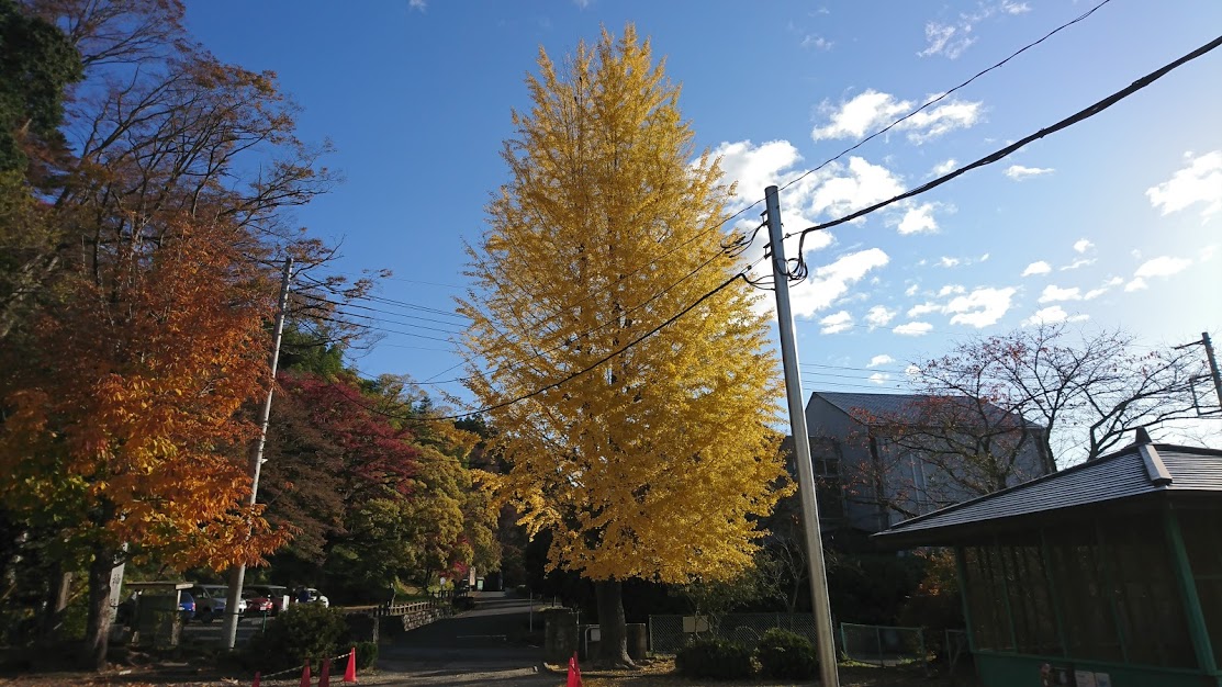 第３８回ゆりがねマラソン大会会場のいちょう