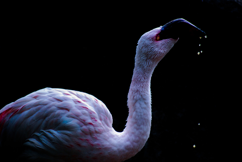 f:id:RuntaScience:20200628094826j:plain f:id:RuntaScience:20200628094826j:plain