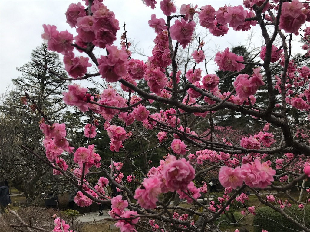 f:id:Rupin:20190324071542j:image f:id:Rupin:20190324071542j:image