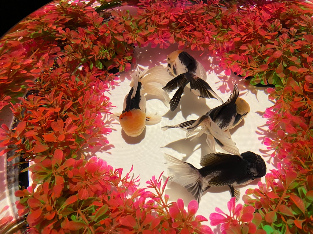 f:id:Ryasyaka_66:20201112184558j:image f:id:Ryasyaka_66:20201112184558j:image