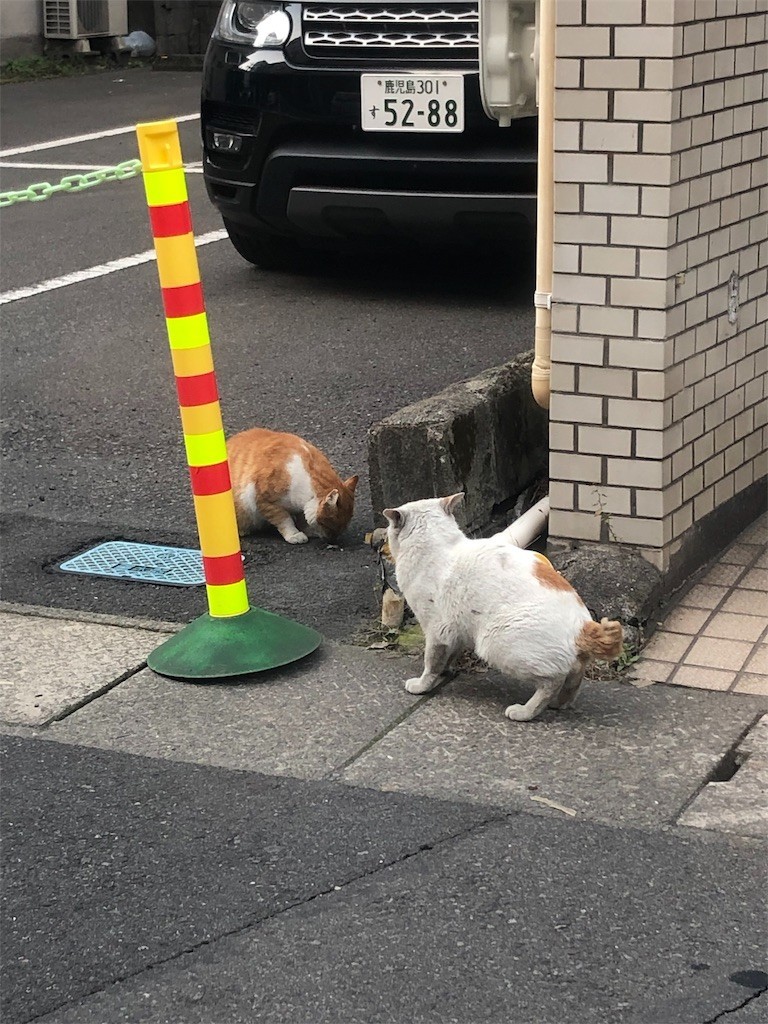 f:id:RyoKAWAGOE:20190317190859j:image f:id:RyoKAWAGOE:20190317190859j:image