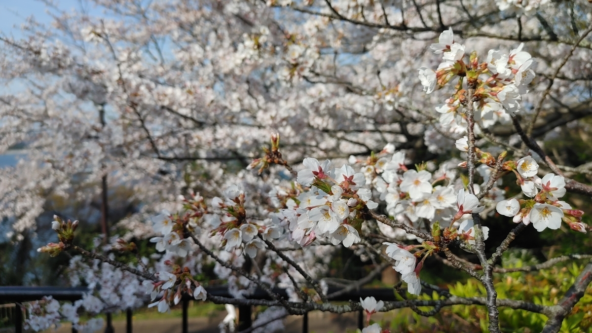 f:id:Ryoch1n:20210328221928j:plain
