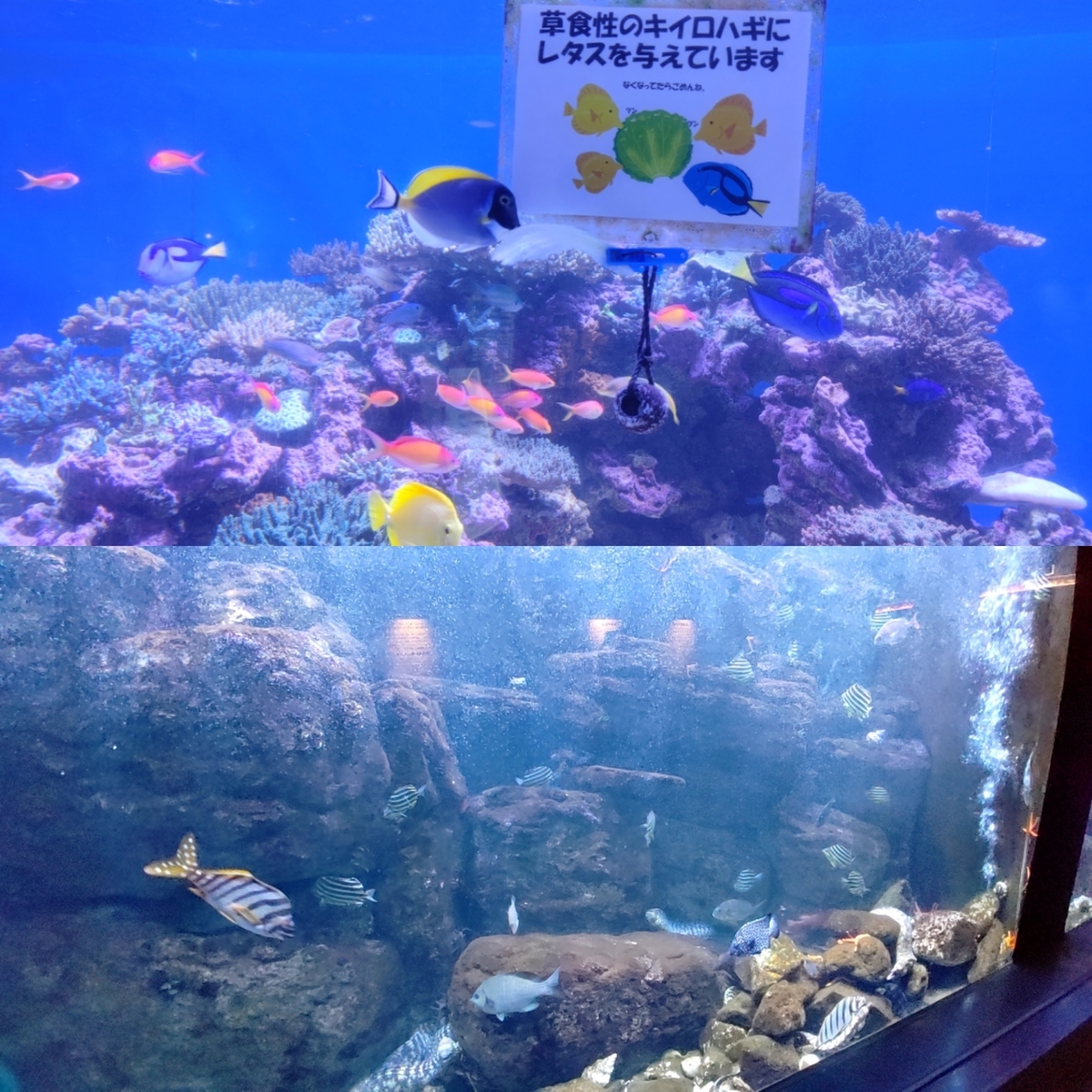 f:id:Ryoch1n:20211231215133j:plain