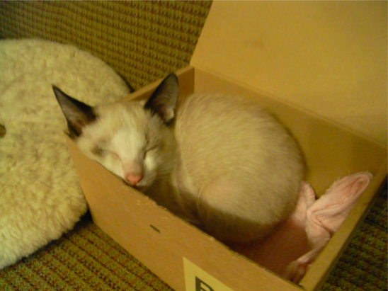 f:id:Ryoji_R2:20120901003515j:image:left
