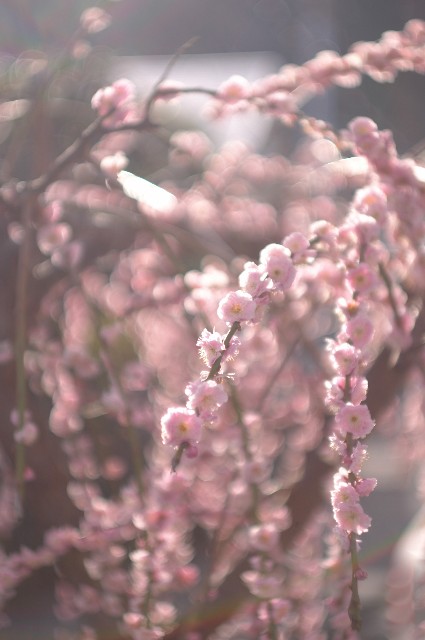 f:id:Ryouchang:20200311082240j:image f:id:Ryouchang:20200311082240j:image