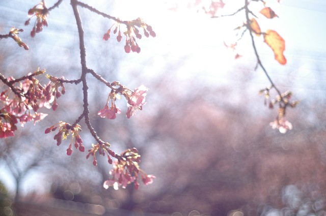 f:id:Ryouchang:20200311083046j:image f:id:Ryouchang:20200311083046j:image