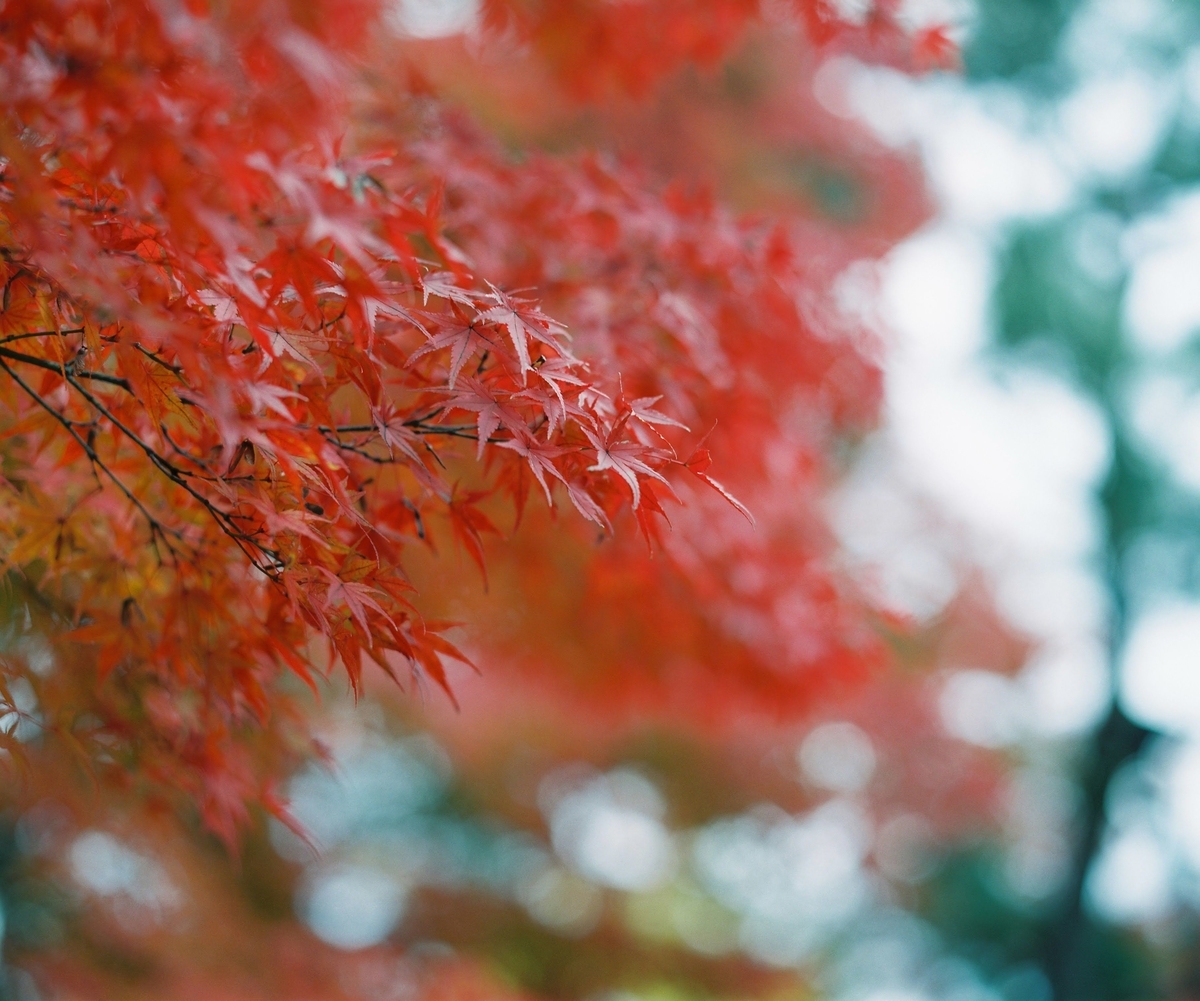 f:id:Ryouchang:20210822231131j:plain