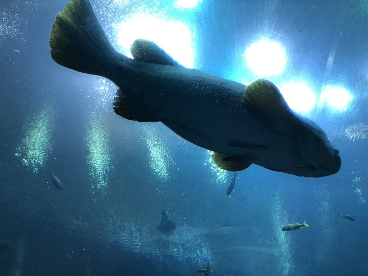 ジョージア水族館 Georgia Aquarium 俺のめし ジョージア水族館 Georgia Aquarium 俺のめし