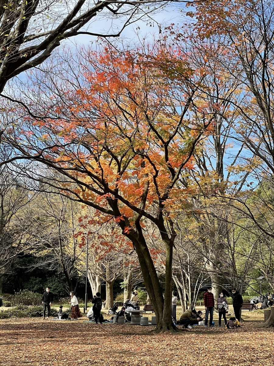 北の丸公園 紅葉 年11月29日 俺のめし