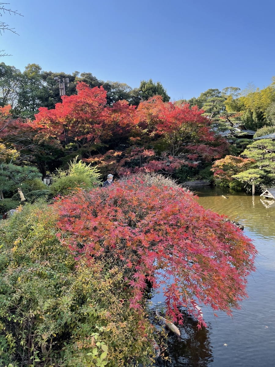 日本庭園 ホテルニューオータニ 紅葉 年12月8日 俺のめし