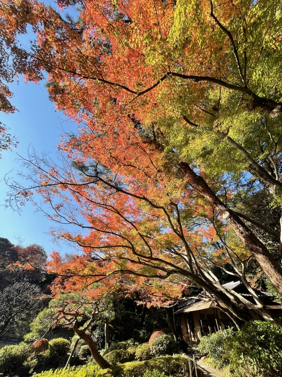 東京都庭園美術館 紅葉 21年12月3日 俺のめし