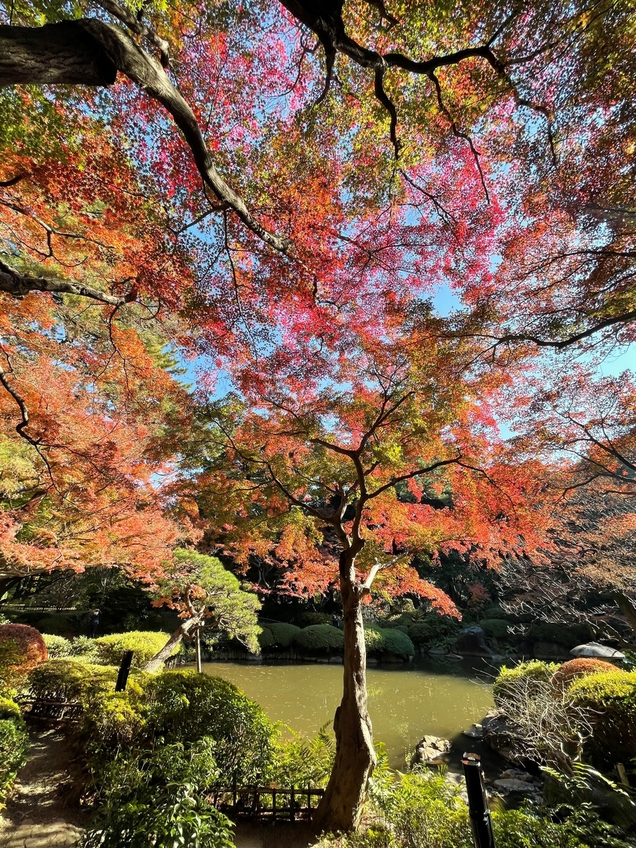 東京都庭園美術館 紅葉 21年12月3日 俺のめし