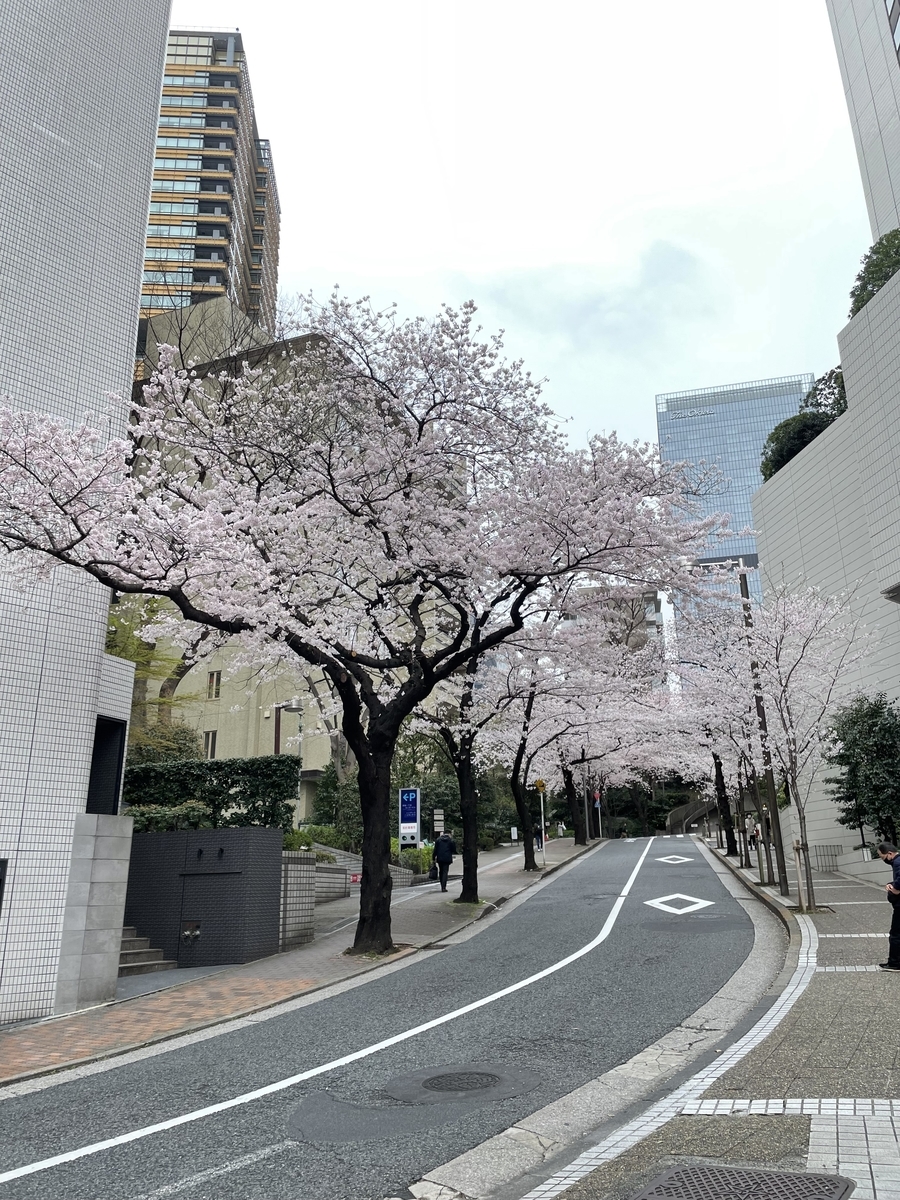 お花見 アークヒルズ 22年3月29日 俺のめし お花見 アークヒルズ 22年3月29日 俺のめし