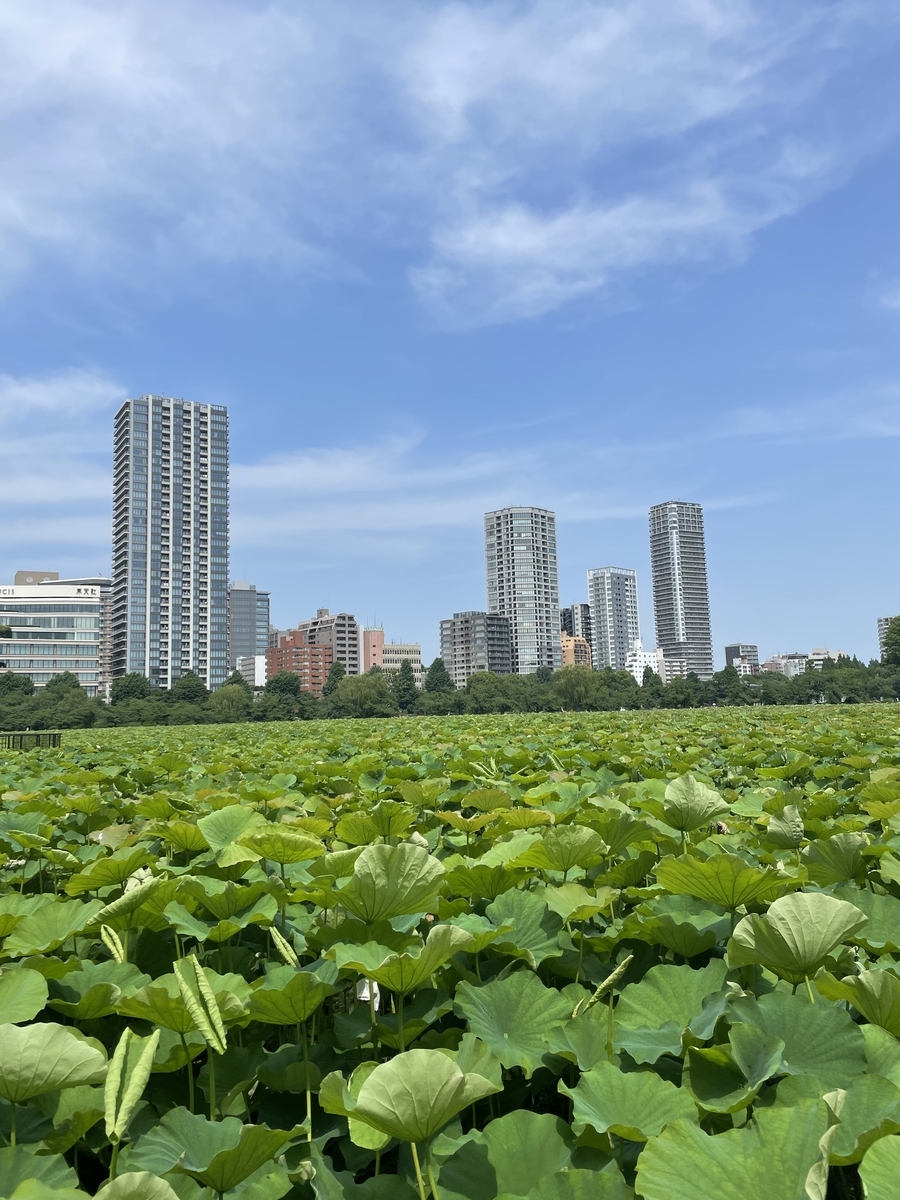 上野公園 紫陽花 22年6月19日 俺のめし