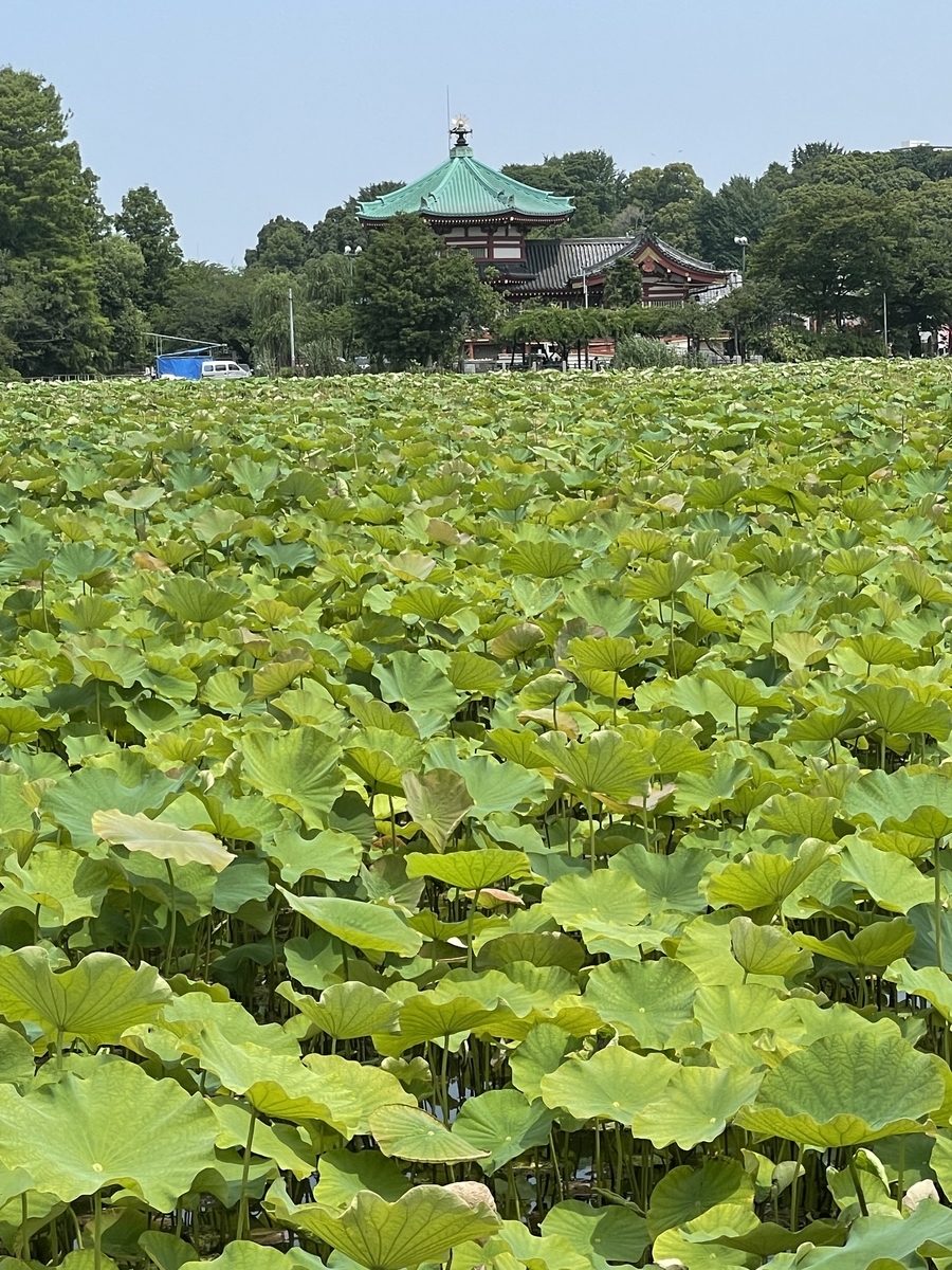 上野公園 紫陽花 22年6月19日 俺のめし