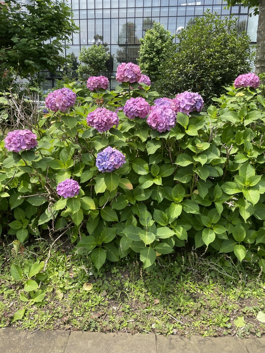 上野公園 紫陽花 22年6月19日 俺のめし