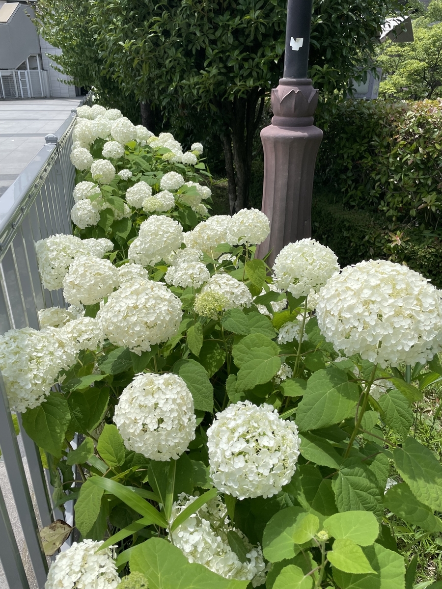 隅田公園 紫陽花 22年6月19日 俺のめし