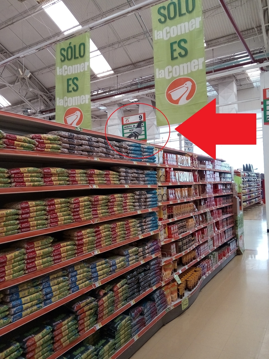 f:id:Ryumuscle:20210114130832j:plain