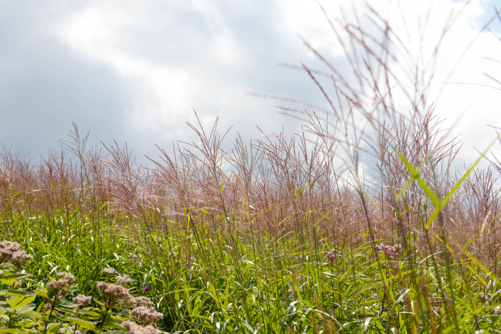 f:id:S-D-K10:20170823205045j:plain f:id:S-D-K10:20170823205045j:plain