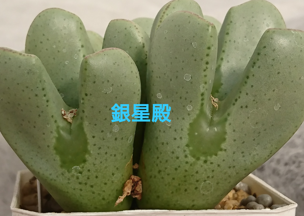 Conophytum garden hybrid No.2 - 喜右衛門園芸