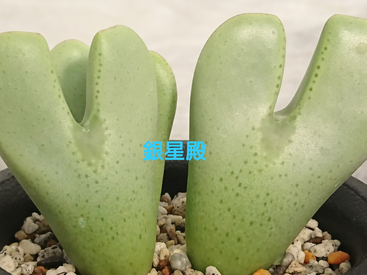 Conophytum garden hybrid No.2 - 喜右衛門園芸