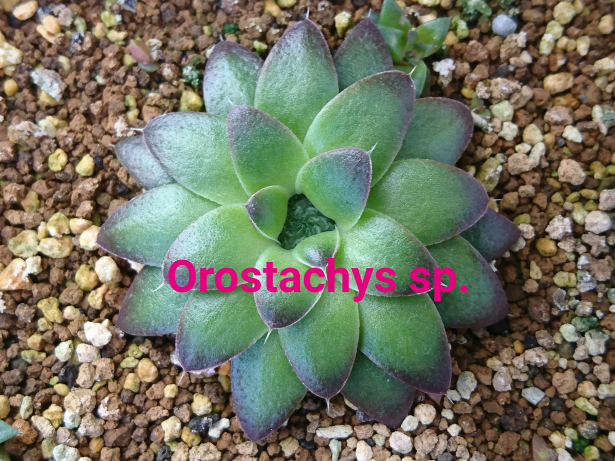全くわからない1 ・オロスタキス Orostachys - 喜右衛門園芸
