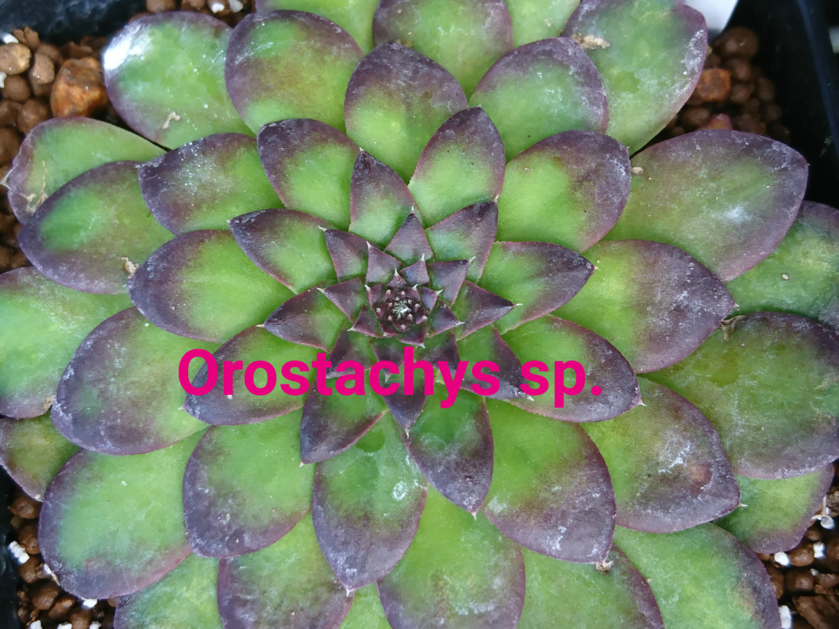全くわからない1 ・オロスタキス Orostachys - 喜右衛門園芸