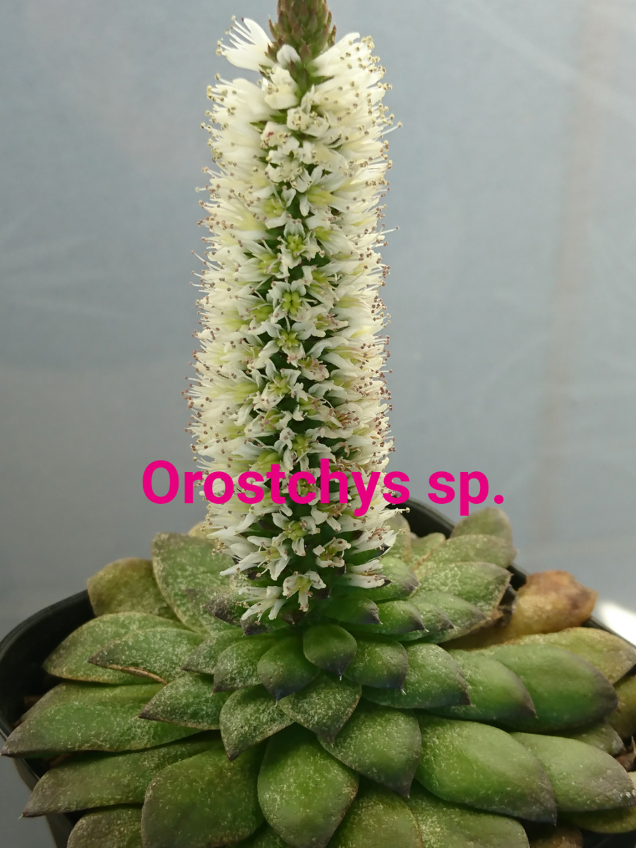 全くわからない1 ・オロスタキス Orostachys - 喜右衛門園芸