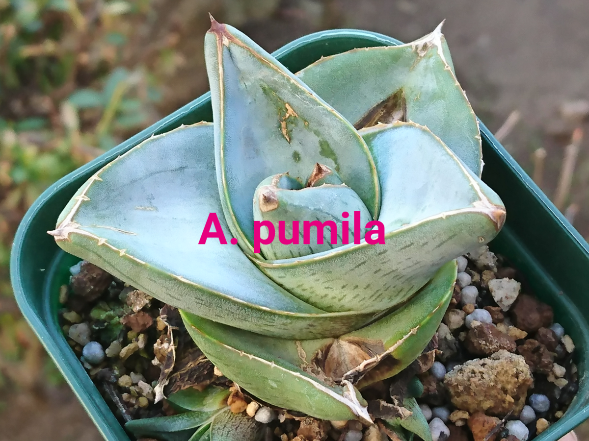 アガベ・3 プミラ Agave pumila - 喜右衛門園芸