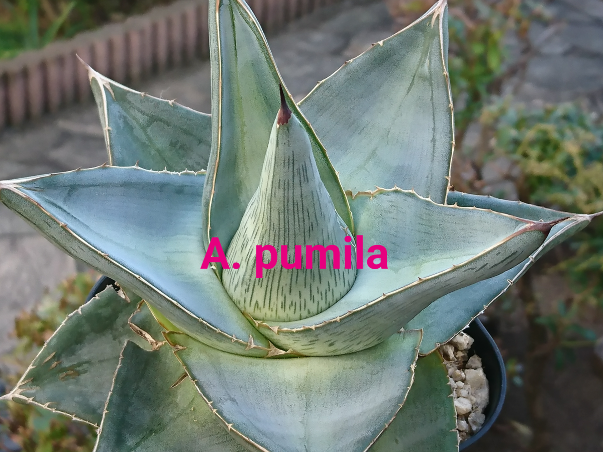 アガベ・3 プミラ Agave pumila - 喜右衛門園芸