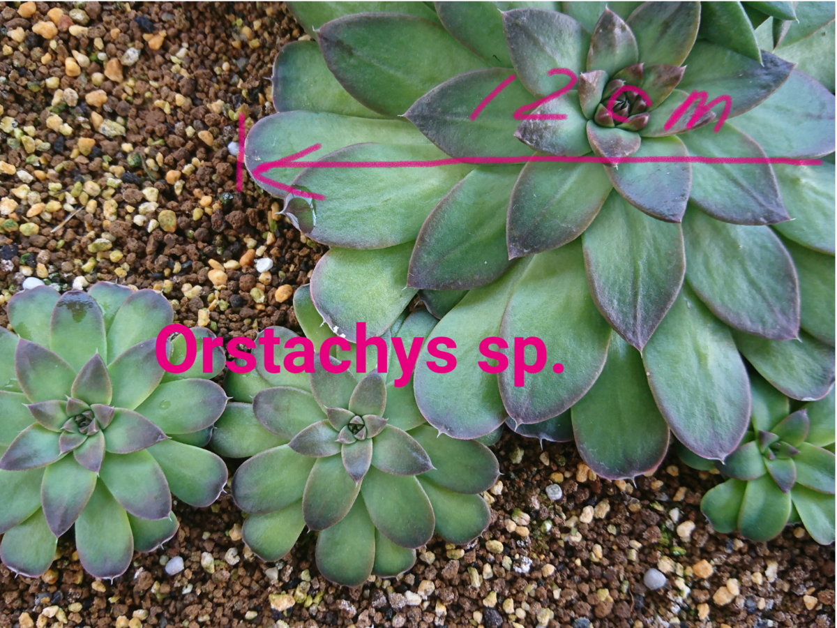 全くわからない1 ・オロスタキス Orostachys - 喜右衛門園芸