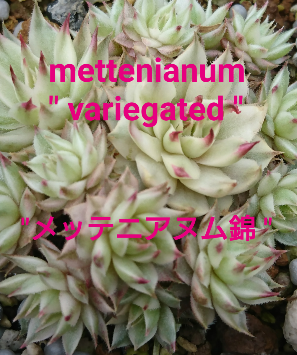 センペルビウム・あれこれ1 Sempervivum variegated - 喜右衛門園芸