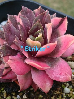 センペルビウム・あれこれ1 Sempervivum variegated - 喜右衛門園芸