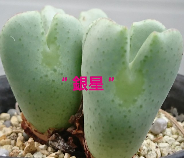 Conophytum garden hybrid No.2 - 喜右衛門園芸