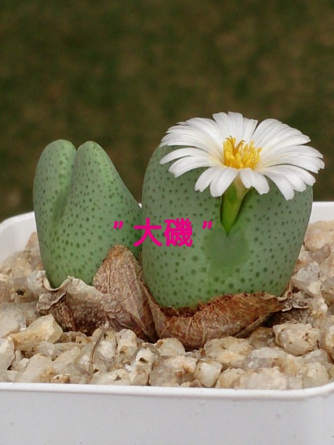 コノフィツム　ヤンギー　白花（ポットごと） Conophytum garden hybrid No.2 - 喜右衛門園芸
