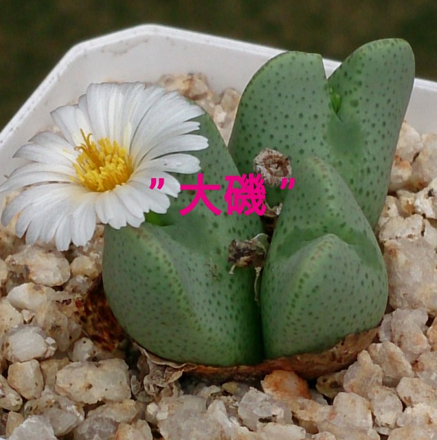 Conophytum garden hybrid No.2 - 喜右衛門園芸