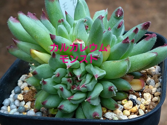 センペルビウム・あれこれ 3 Sempervivum et cetera - 喜右衛門園芸