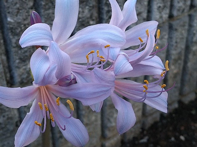 ラスト、極美青のグラデーション、リコリス ブルーパール、今年開花の