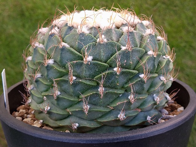 カキ仔の帝冠で入手したサボテン - 喜右衛門園芸