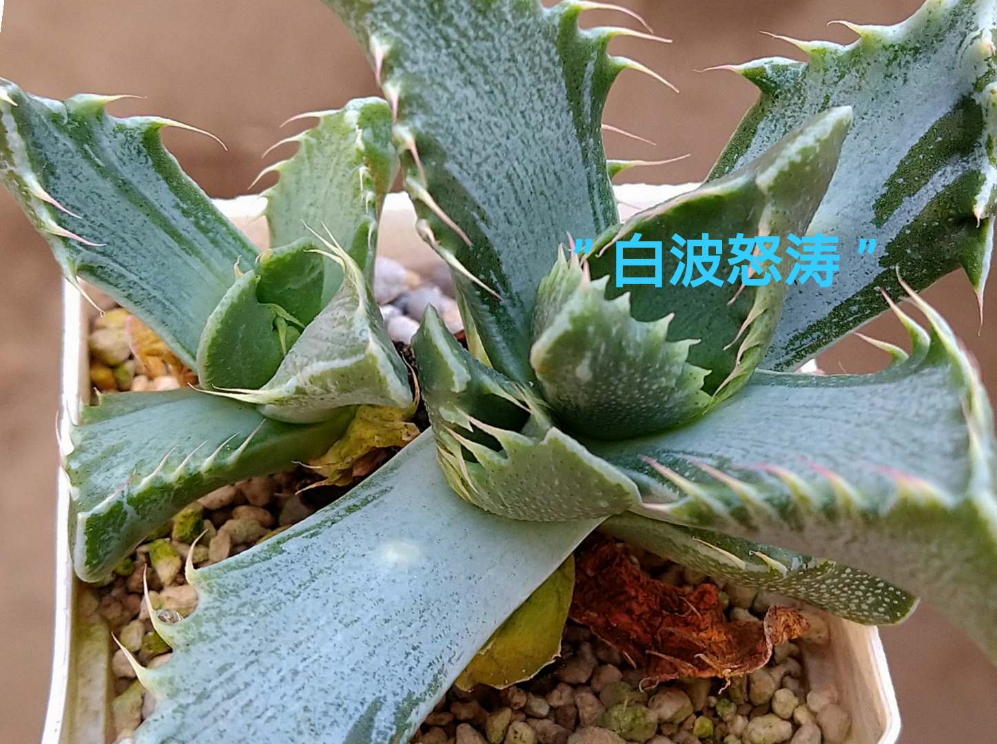 古い銘品、フォーカリア・白波怒涛 - 喜右衛門園芸