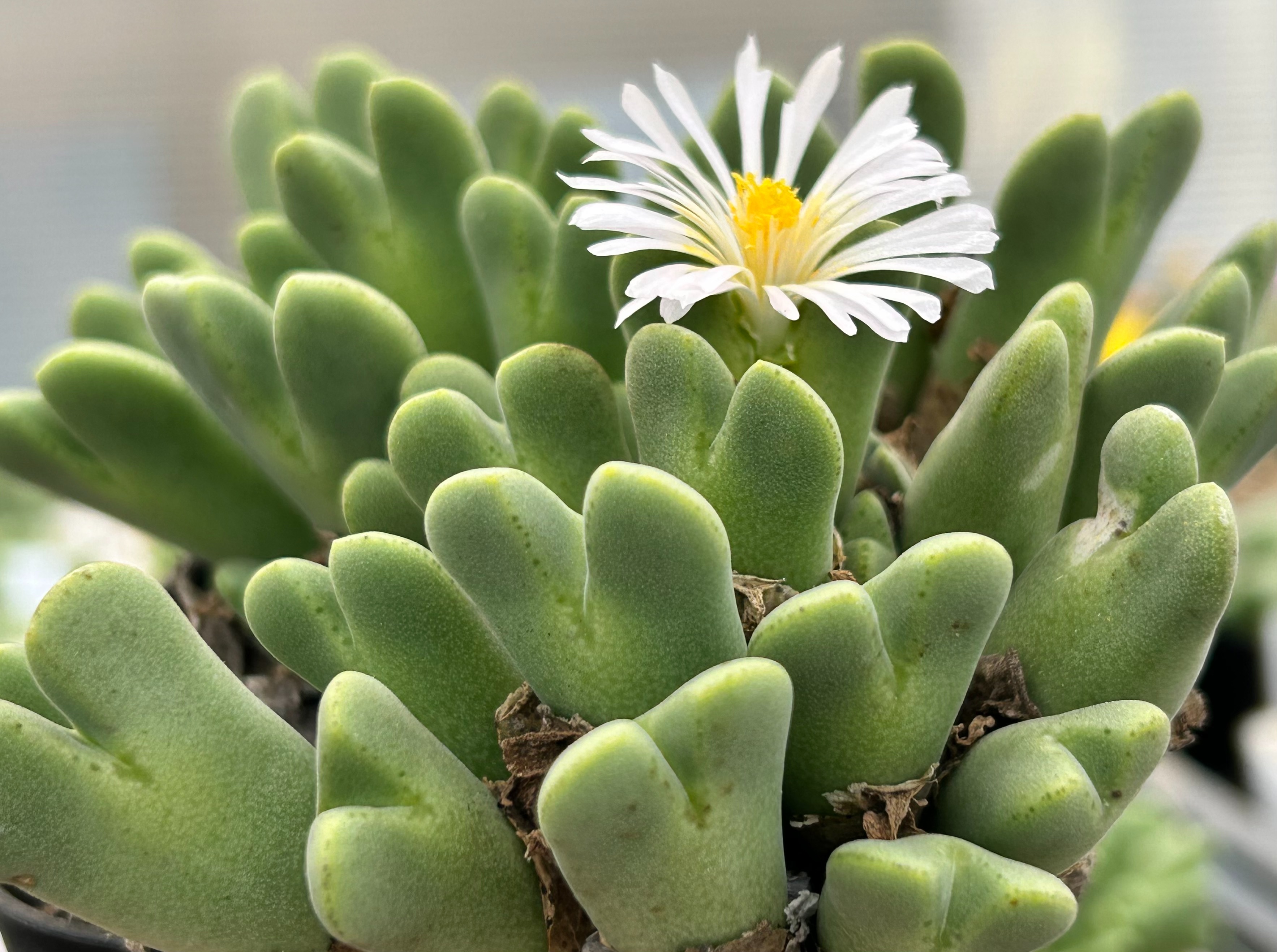 コノフィツム フィシフォルメ '八重垣姫' (2株) / Conophytum