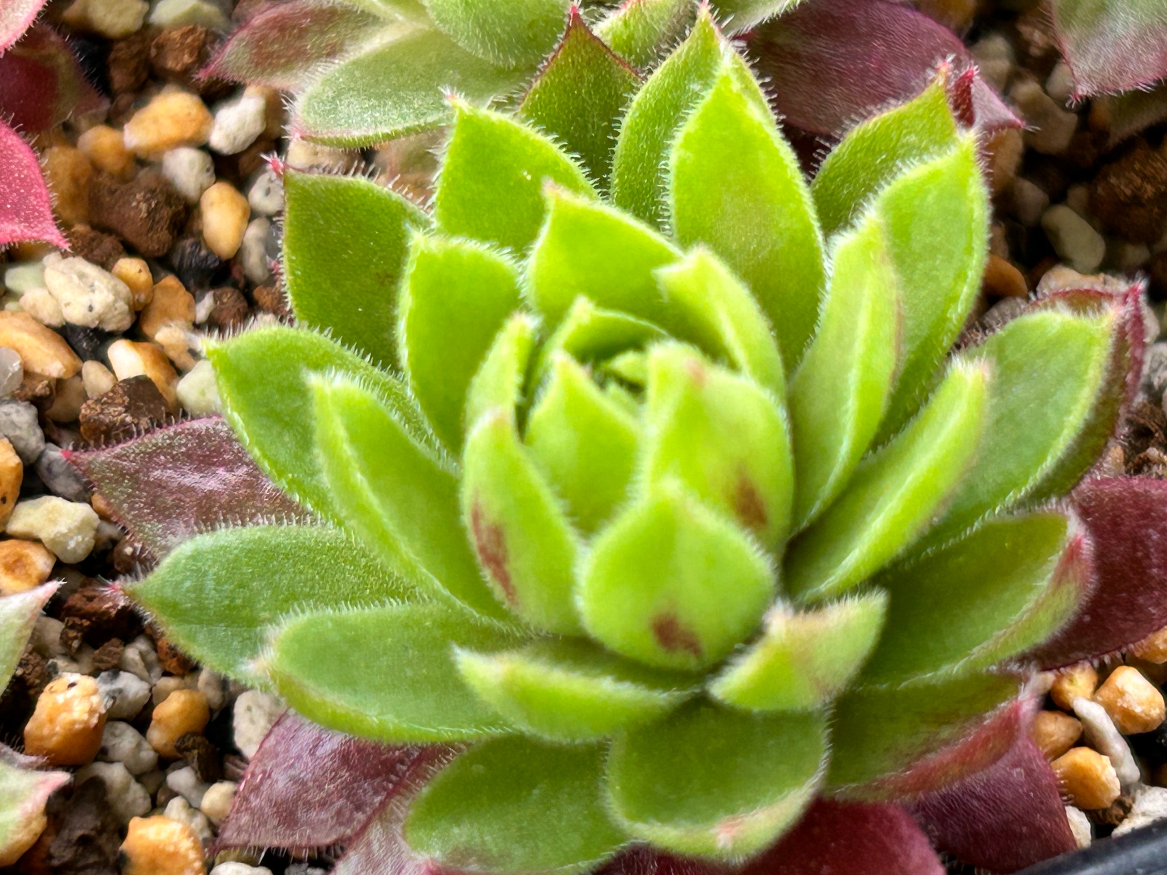 センペルビウム　ザ•ポリス 園芸ネット本店｜センペルビウム：シュガーシマー 3号ポット の通販