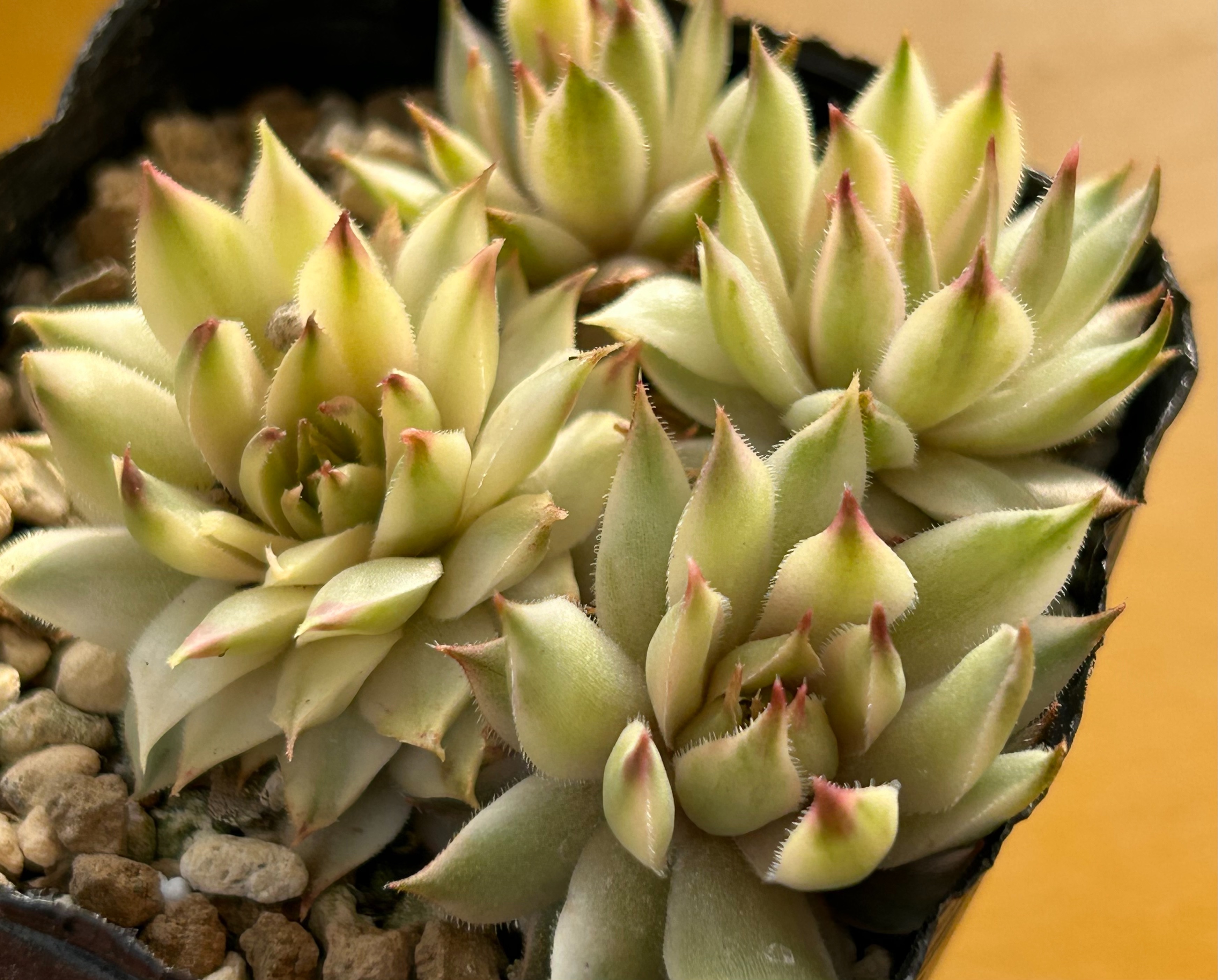 ショート・13 センペルビウム 〜 斑入り品種の維持の難しさ - 喜右衛門園芸